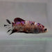 galaxy koi female betta fish gk-0060