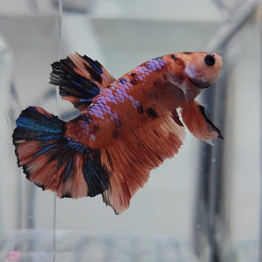 galaxy koi male betta fish gk-0078