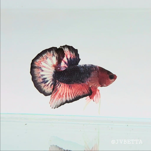 Whitescales Male Betta Fish WS-0094