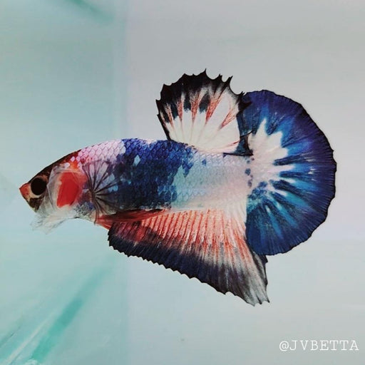 Whitescales Male Betta Fish WS-0096