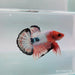 Whitescales Male Betta Fish WS-0097