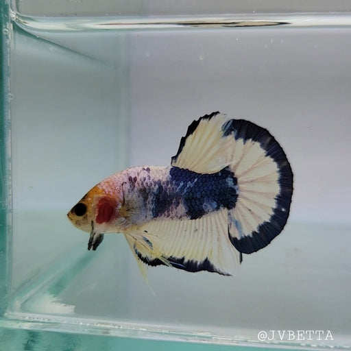 Whitescales Male Betta Fish WS-0099