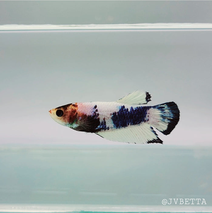 Whitescales Female Betta Fish WS-0106