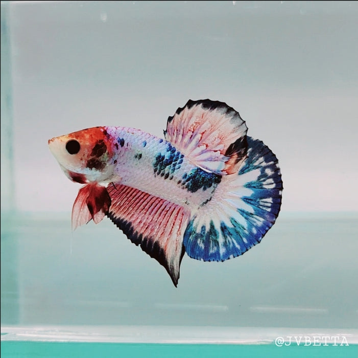 Whitescales Male Betta Fish WS-0111