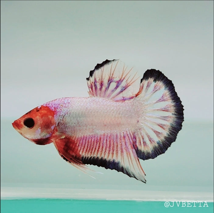 Whitescales Male Betta Fish WS-0118