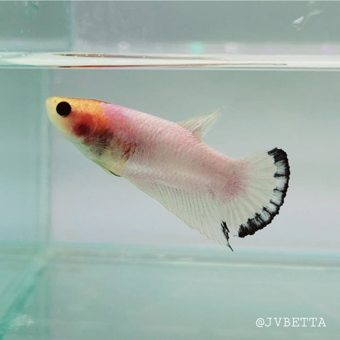 Whitescales Female Betta Fish WS-0119