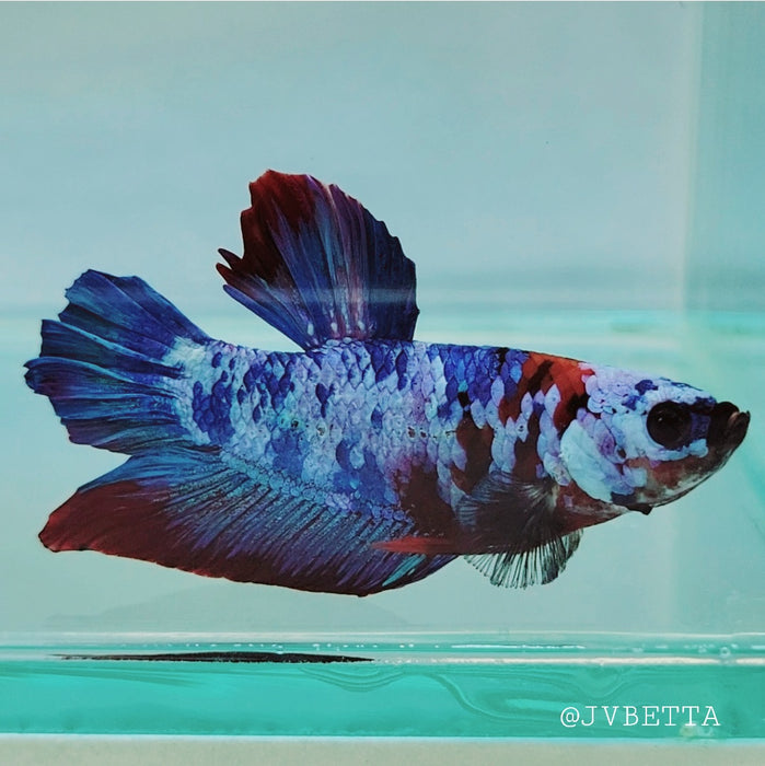 Galaxy Koi Female Betta Fish GK-0120