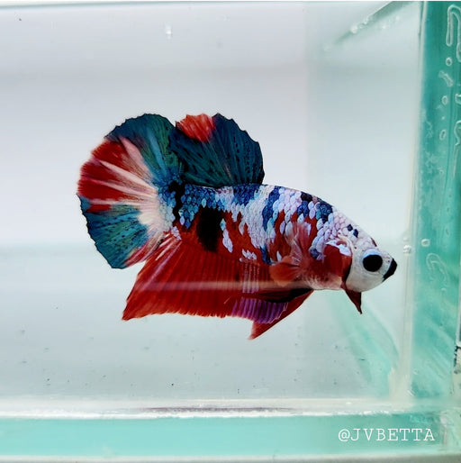 Galaxy Koi Male Betta Fish GK-0134