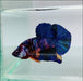 Galaxy Koi Male Betta Fish GK-0131