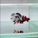 Galaxy Koi Male Betta Fish GK-0133