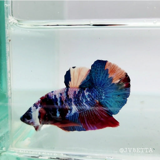 Galaxy Koi Male Betta Fish GK-0137