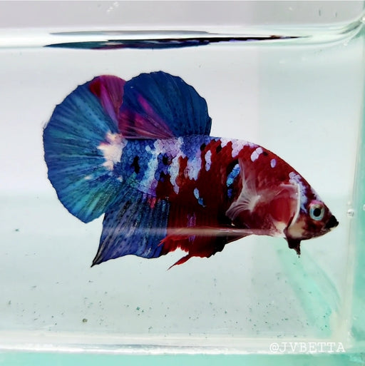 Galaxy Koi Male Betta Fish GK-0138