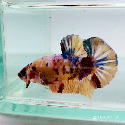 Galaxy Koi Female Betta Fish GK-0139