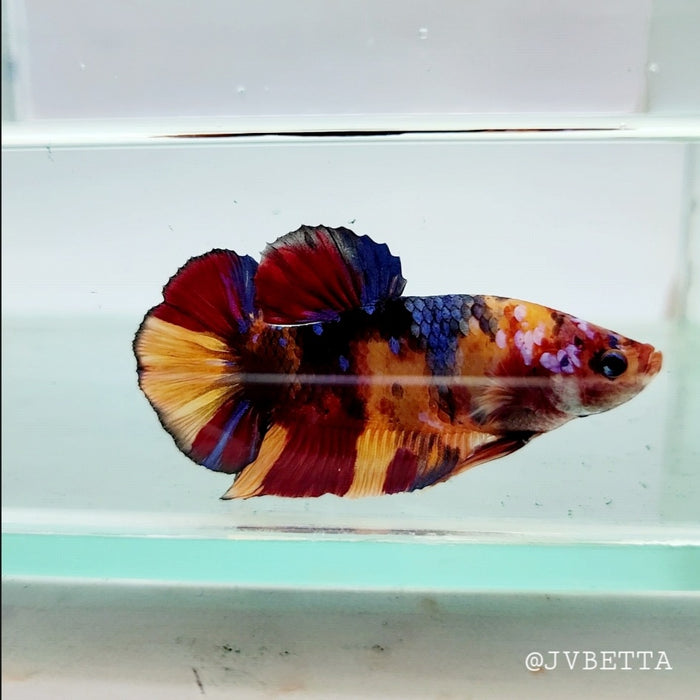 Galaxy Koi Female Betta Fish GK-0140