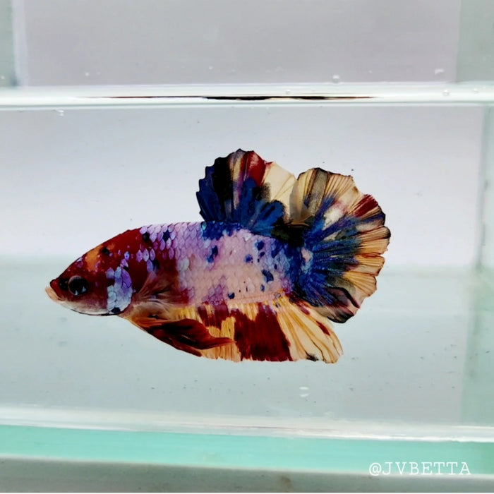 Galaxy Koi Male Betta Fish GK-0136