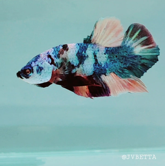 Galaxy Koi Female Betta Fish GK-0147