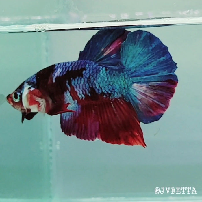 Galaxy Koi Male Betta Fish GK-0149