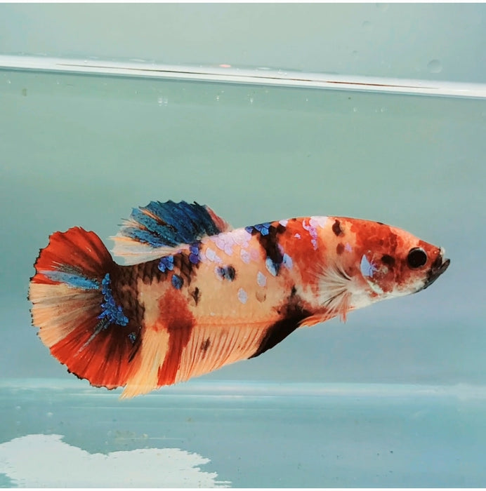 Giant Galaxy Koi Female Betta Fish GB-0171