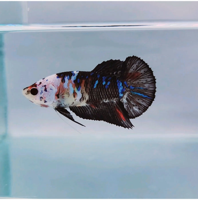 Galaxy Koi Female Betta Fish GK-0173