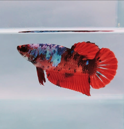 Galaxy Koi Female Betta Fish GK-0174