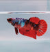 Galaxy Koi Female Betta Fish GK-0174