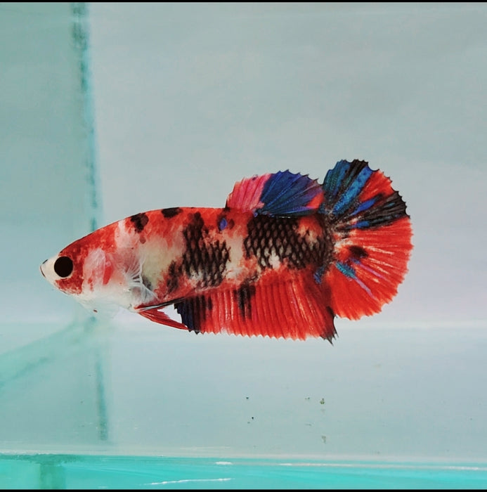 Galaxy Koi Female Betta Fish GK-0175
