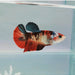 Galaxy Koi Female Betta Fish GK-0178