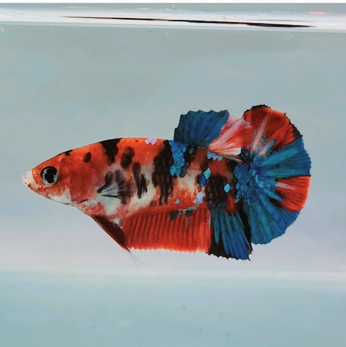 Galaxy Koi Female Betta Fish GK-0177