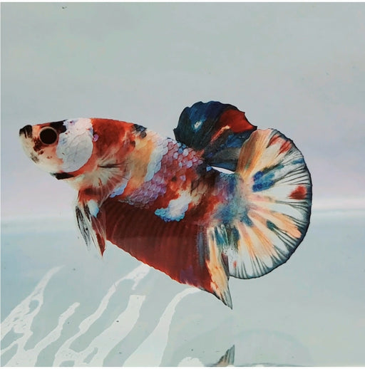 Galaxy Koi Male Betta Fish GK-0180