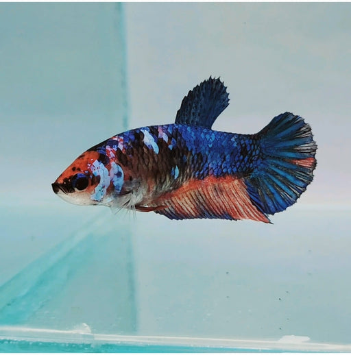 Galaxy Koi Female Betta Fish GK-0176
