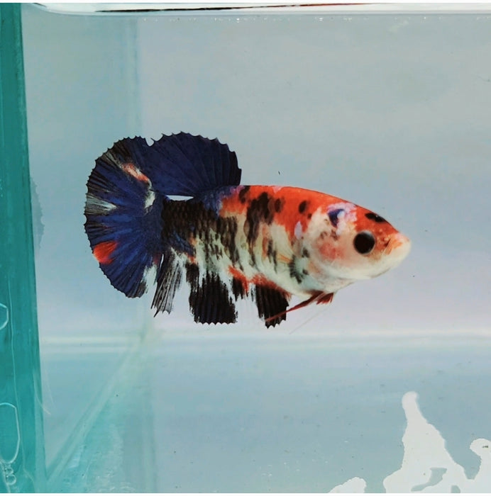 Galaxy Koi Female Betta Fish GK-0179