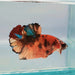 Galaxy Koi Female Betta Fish GK-0182