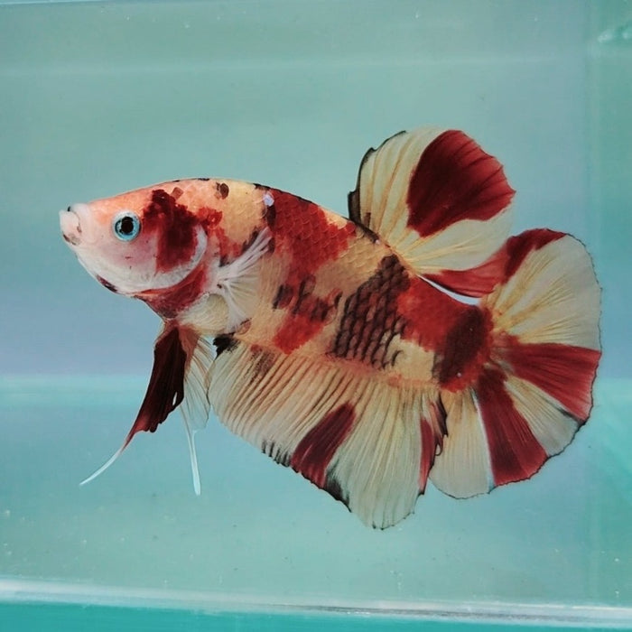 Giant Multicolor Male Betta Fish GB-0187