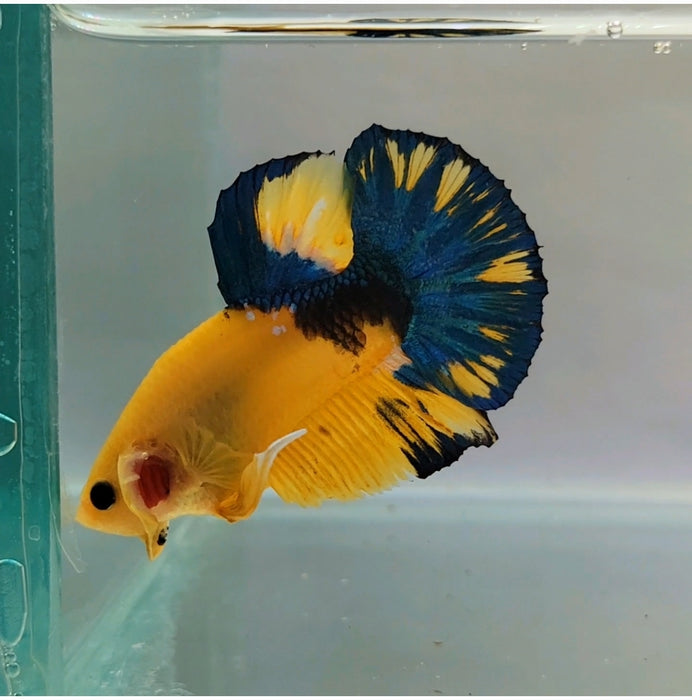Yellow Hellboy Male Betta Fish YH-0208