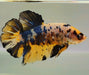 Giant Galaxy Koi Male Betta Fish GB-0211