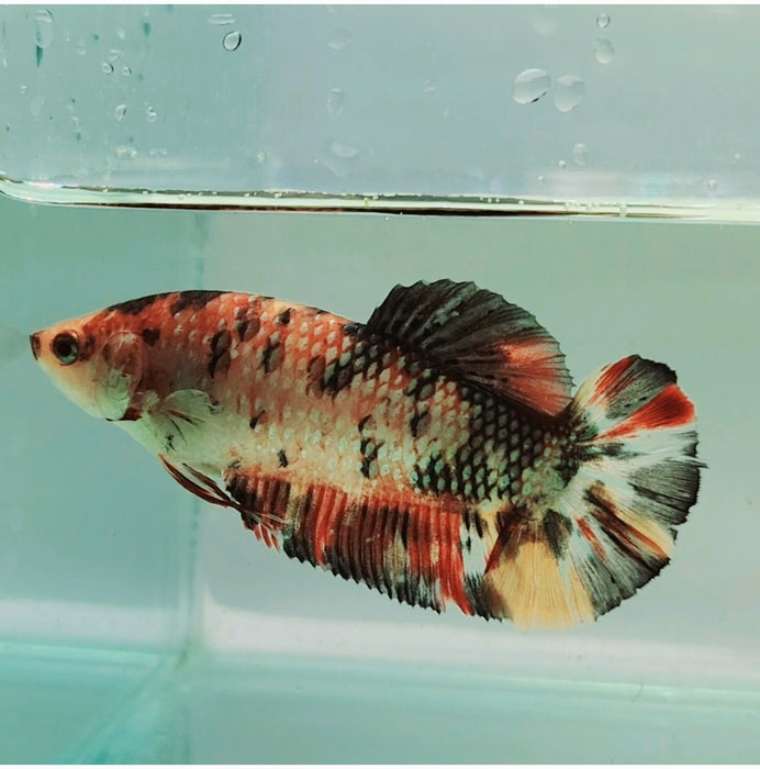 Giant Galaxy Koi Female Betta Fish GB-0215