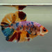 Giant Galaxy Koi Male Betta Fish GB-0219