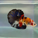 Giant Galaxy Koi Male Betta Fish GB-0220