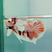 HMPK Male Dumbo Betta Fish DB-0223