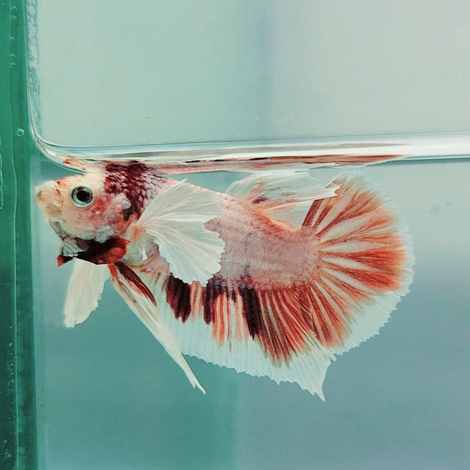 HMPK Dumbo Male Betta Fish DB0223 — JV Betta