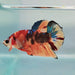 Galaxy Koi Male Betta Fish GK-0239