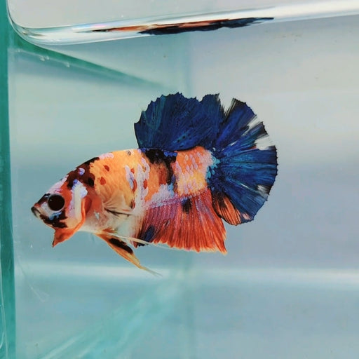 Multicolor Nemo Koi Male Betta Fish GK-0241