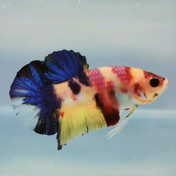 Multicolor Nemo Koi Male Betta Fish GK-0243