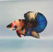 Multicolor Nemo Koi Male Betta Fish GK-0244