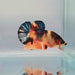 Multicolor Nemo Koi Male Betta Fish GK-0245