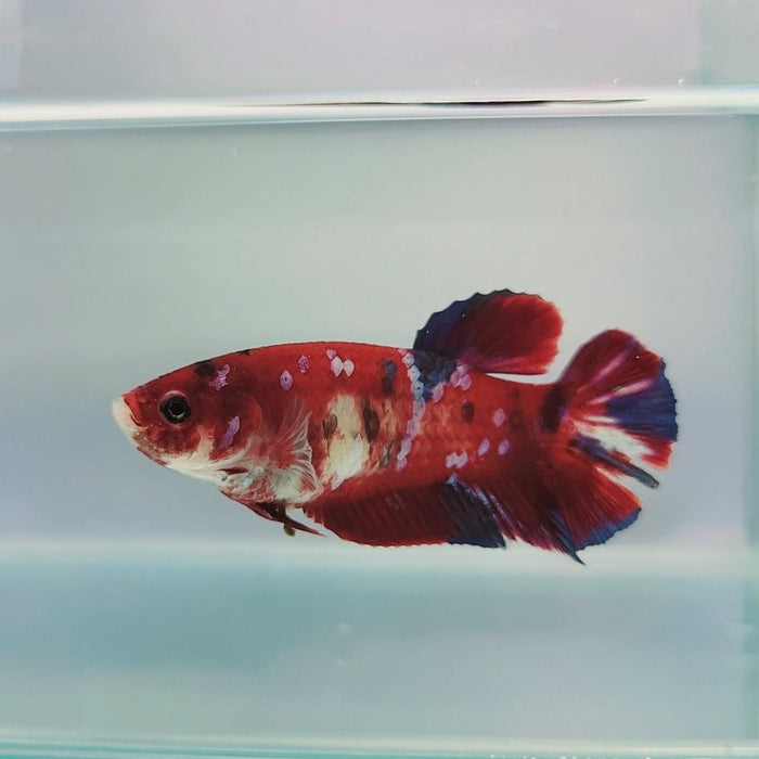 Galaxy Koi Female Betta Fish GK-0249