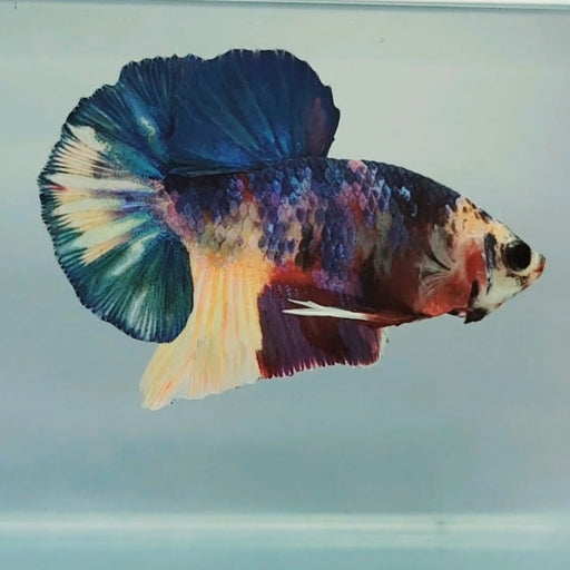 Galaxy Koi Male Betta Fish GK-0254