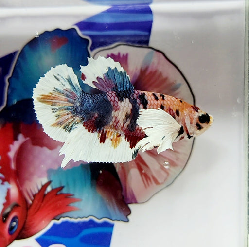 HMPK Male Dumbo Betta Fish DB-0236