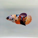 Nemo Koi Female Betta Fish GK-0264