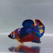 Galaxy Koi Male Betta Fish GK-0266